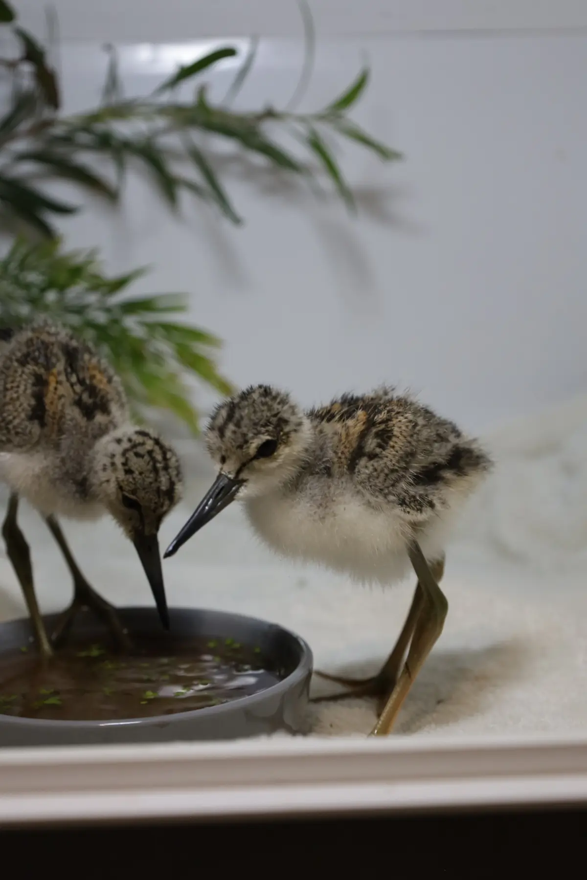 Native Wildlife in Rehabilitation